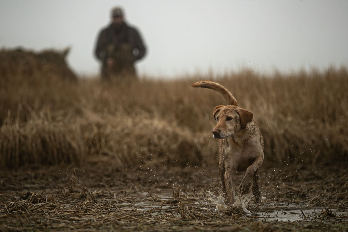 Yellow Lab running through water during field training