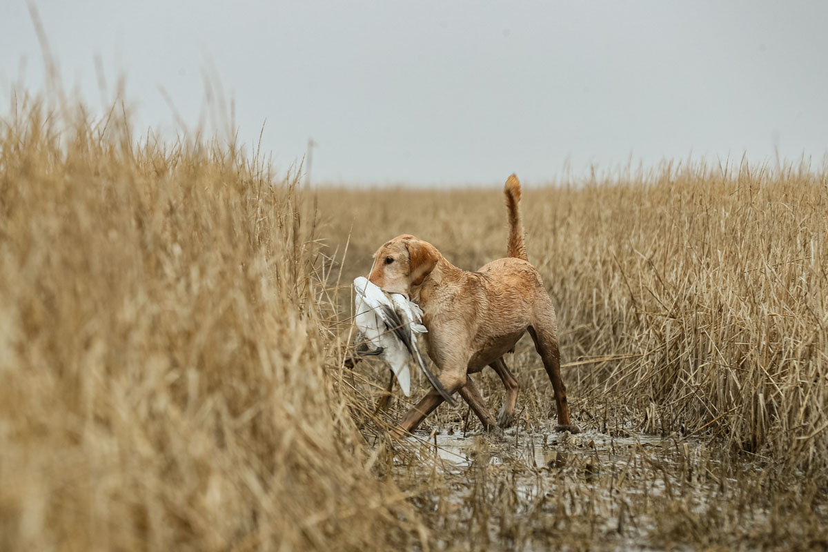 Yellow Lab retrieving a bird through marsh grass