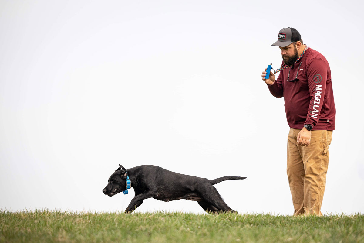 Ian training a black Lab on a mark